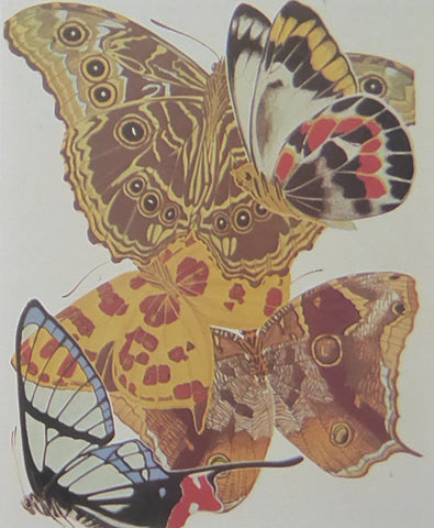 Eugene Seguy 3 Colourful butterflies