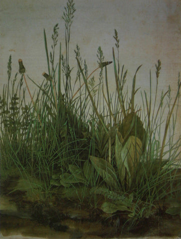 The Large Turf(grasses) Durer