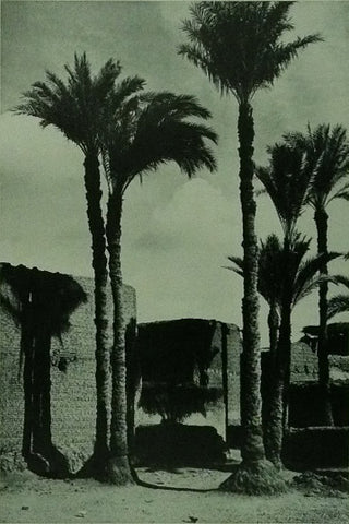 Desert scene with palm trees and buildings