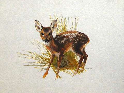 Deer in a field Willi Schnabel