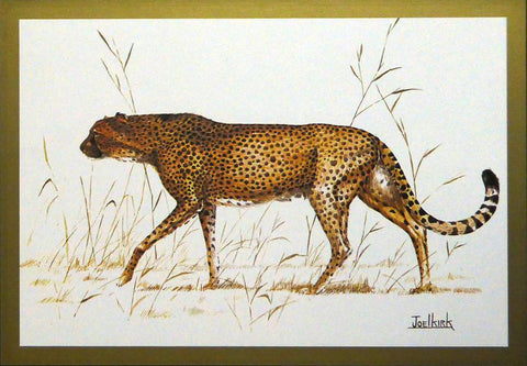 Cheetah / Leopard  Joel Kirk (1) Framed Print