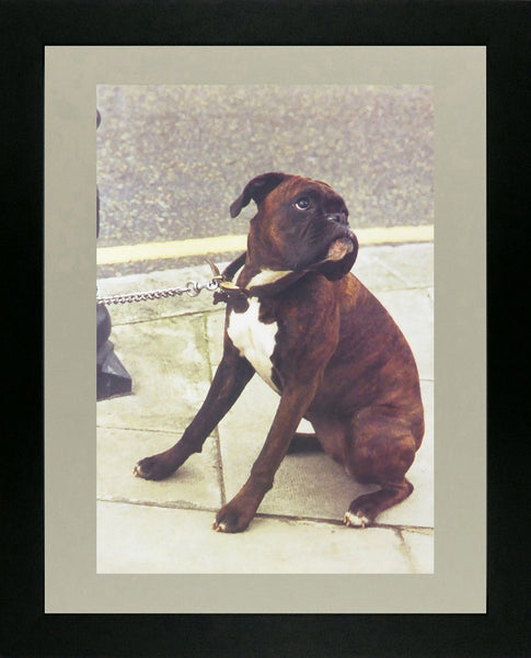 Boxer dog on leash on pavement
