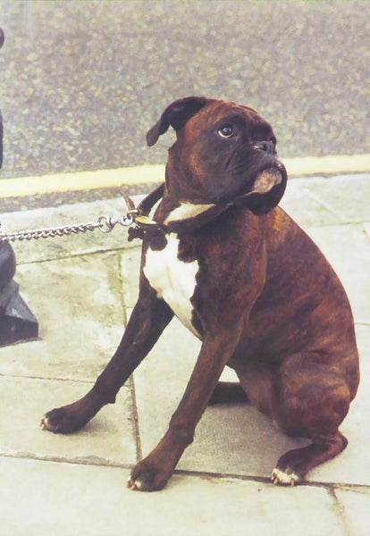 Boxer dog on leash on pavement