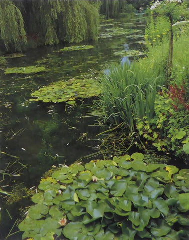 The water garden Monet (Inspiration)