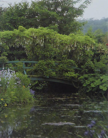 The Japanese bridge with Wisteria Monet (Inspiration)