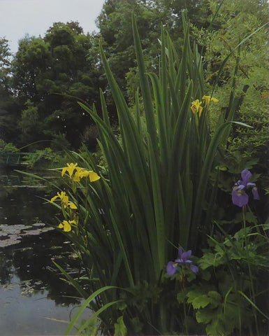 Irises in the watergarden, spring Monet (Inspiration)
