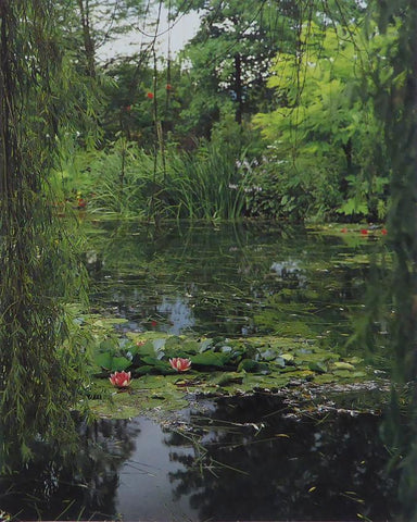 Water lilies Monet (Inspiration)