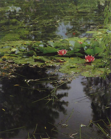 Water lilies near the ]apanese bridge Monet (Inspiration)