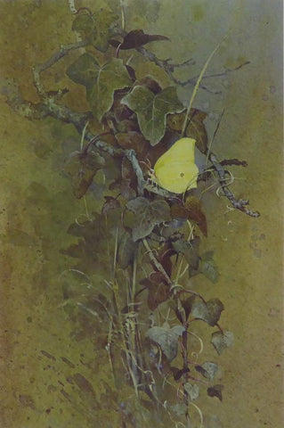 Common brimstone (Butterfly)