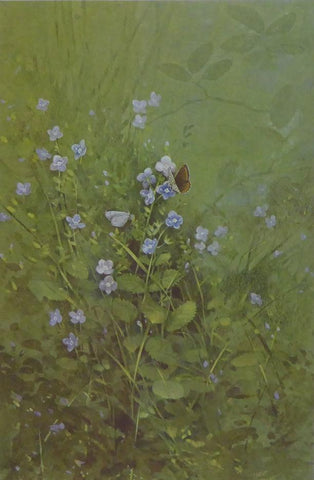Brown Argus and Small Blue (Butterfly)