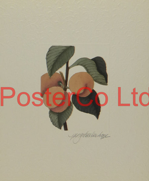 Apricots - Peg Wheeler Hope - Artbeats 1990 - Framed Print - 14"H x 11"W