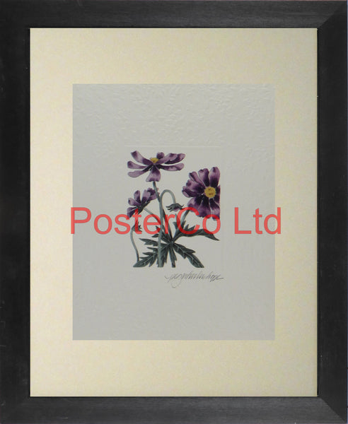 Cosmos (Daisy) - Peg Wheeler Hope - Artbeats 1991 - Framed Print - 14"H x 11"W