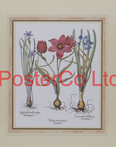 Tulipa - Basilius Besler - Felix Rose 1995 - Framed Print - 14"H x 11"W