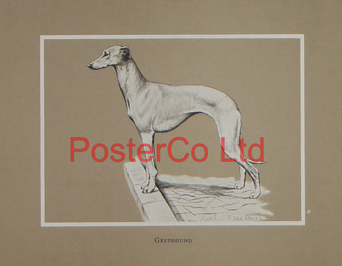 Greyhound - Jacqueline Des Clayes - 11"H x 14"W