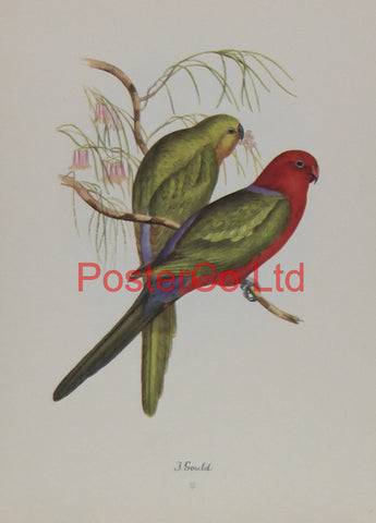 Australian king parrot - John Gould - Framed Print - 14"H x 11"W