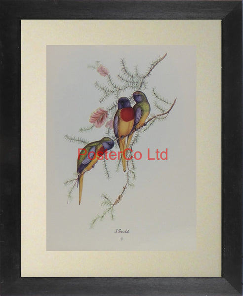Birds sitting on a Branch - John Gould - Framed Print - 14"H x 11"W