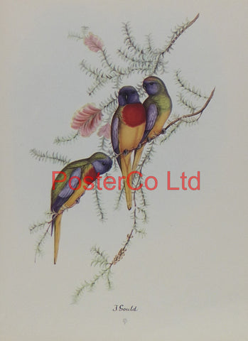 Birds sitting on a Branch - John Gould - Framed Print - 14"H x 11"W