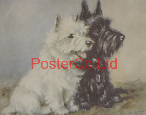 Scottish Terrier - Lucy Dawson AKA Mac - Felix rose - Framed Print - 11"H x 14"W