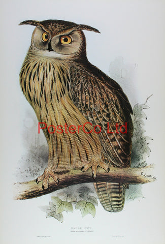 Eagle Owl (Bubo Maximus) by Edward Lear - Framed Print - 20"H x 16"W
