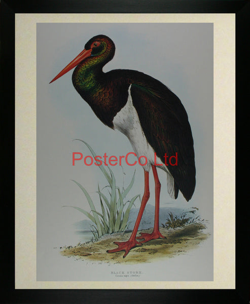 Black Stork (Ciconia Nigra) by Edward Lear - Framed Print - 20"H x 16"W