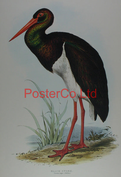 Black Stork (Ciconia Nigra) by Edward Lear - Framed Print - 20"H x 16"W