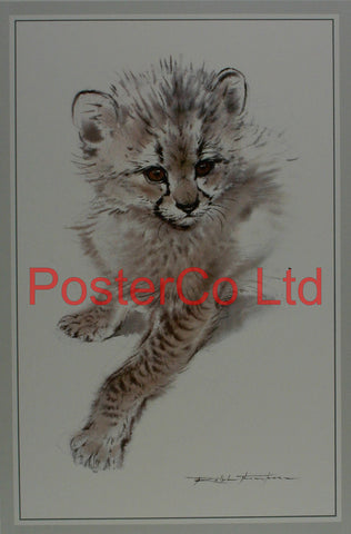 Cheetah Kitten - Ralph Thompson - Royle Publications - Framed Print - 20"H x 16"W