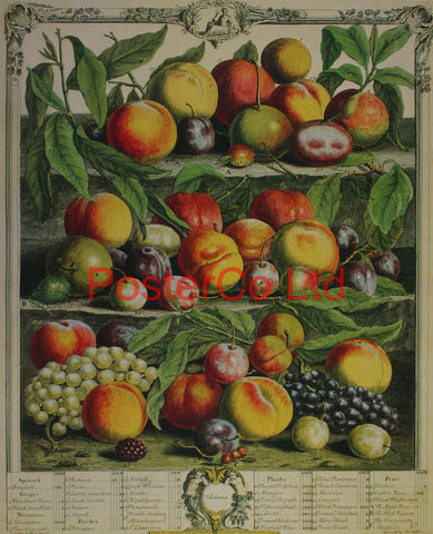 Autumn - Robert Furbers Fruit in Season - Framed Print - 20"H x 16"W