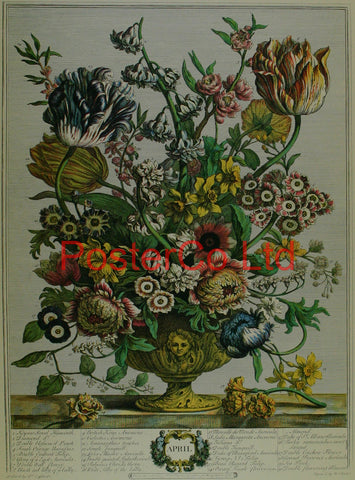 April - Robert Furbers Flowers of the Month - Framed Print - 20"H x 16"W