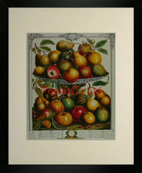 February 1732 - Robert Furbers Months of Fruit - Framed Print - 20"H x 16"W