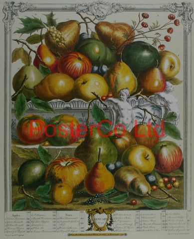 January 1732 - Robert Furbers Months of Fruit - Framed Print - 20"H x 16"W