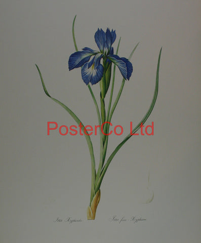 Iris Cyphioides - Kingfisher Publishing - Framed Print - 20"H x 16"W