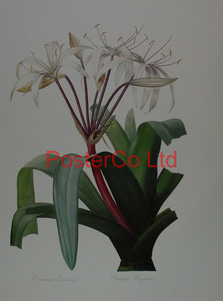 Crinum Erubescens (Swamp Lily) - Kingfisher Publishing - Framed Print - 20"H x 16"W