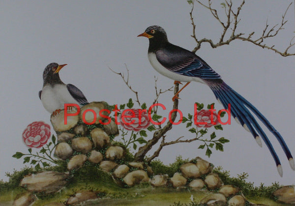 Birds on a rose bush - Framed Print - 16"H x 20"W