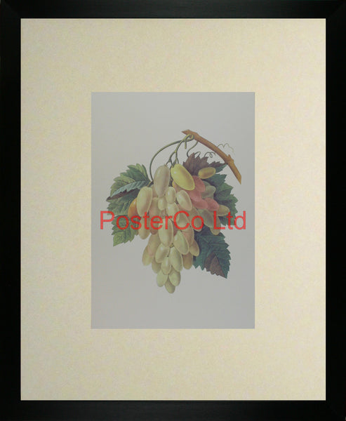 White Grapes - Pierre-Joseph Redouté - Framed Print - 20"H x 16"W