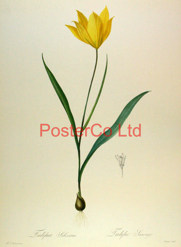 Tulipa Sylvestre - Pierre-Joseph Redouté - Framed Print - 20"H x 16"W