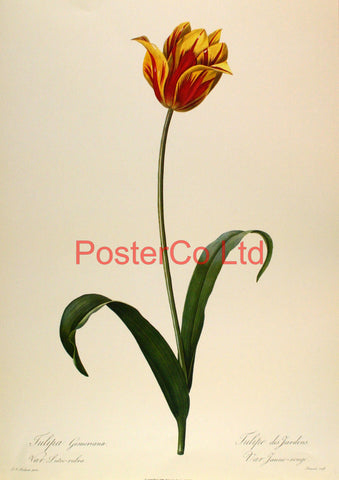 Tulipa Gesneriana - Pierre-Joseph Redouté - Framed Print - 20"H x 16"W