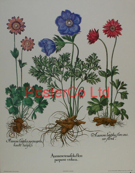 Anemone Tenuiflolia - Basilius Besler  - Framed Print - 20"H x 16"W