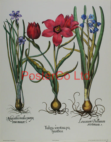Tulipa - Basilius Besler  - Framed Print - 20"H x 16"W