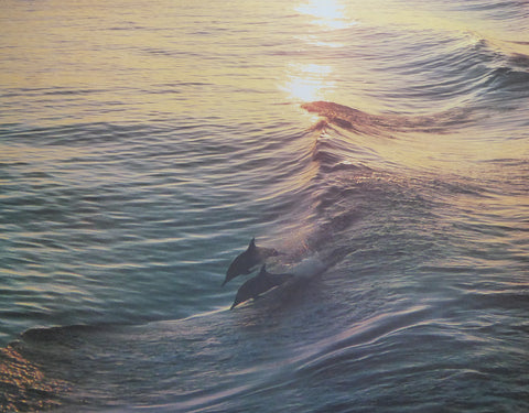 Gemini Sunset (Dolphins) Francois Gohier (Genuine and Vintage)