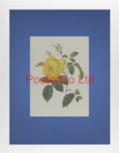 Yellow Rose - Framed Print - 16"H x 12"W
