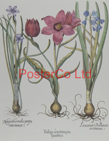 Tulipa - Basilius Besler  - Framed Print - 16"H x 12"W