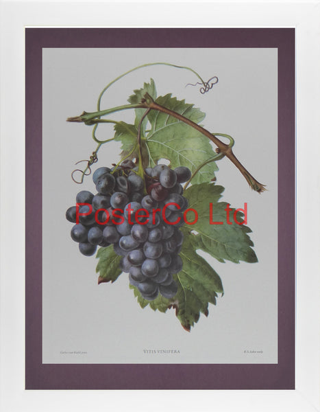Vitis vinifera (Grape) - Carlos von Riefel - Framed Print - 16"H x 12"W