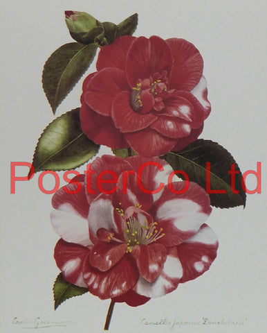 Camellia Japonica (red) - Leslie Greenwood - Framed Print - 16"H x 12"W