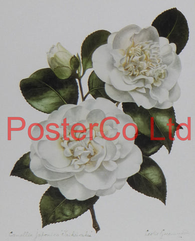 Camellia Japonica (white) - Leslie Greenwood - Framed Print - 16"H x 12"W