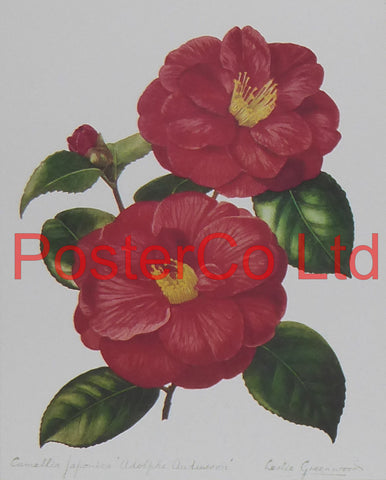 Camellia Japonica (Adolphe) - Leslie Greenwood - Framed Print - 16"H x 12"W