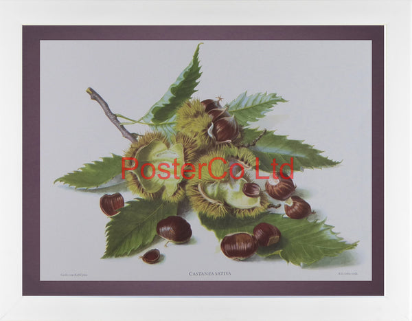 Castanea Sativa (Sweet Chestnut) - Carlos von Riefel - Framed Print - 12"H x 16"W