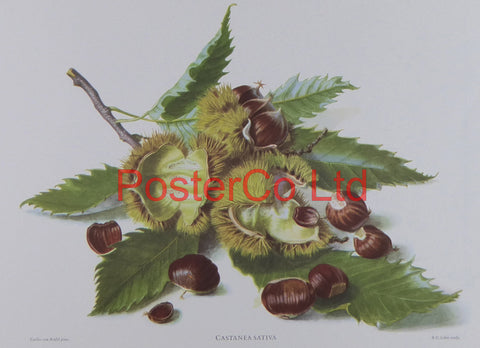 Castanea Sativa (Sweet Chestnut) - Carlos von Riefel - Framed Print - 12"H x 16"W