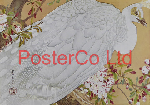 White Peacock (Oriental Art) - Rakusan Tsuchiya - Framed Plate - 12"H x 16"W