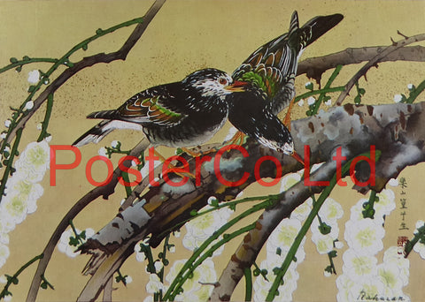 Starlings and Hanging White Plum (Oriental Art) - Rakusan Tsuchiya - Framed Plate - 12"H x 16"W
