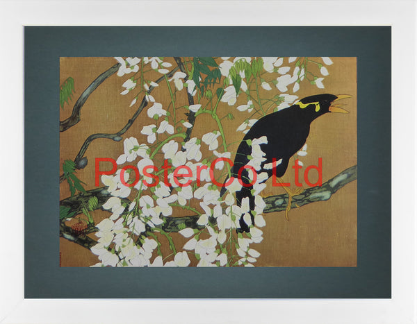Japanese Black Mynah and Wisteria (Oriental Art) - Rakusan Tsuchiya - Framed Plate - 12"H x 16"W